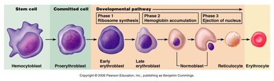 Developmental pathway of red blood cells from stem cell to erythrocyte