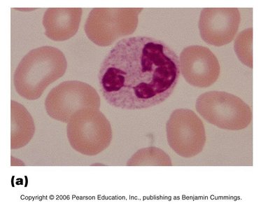 Neutrophil under microscope