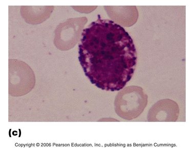 Basophil under microscope