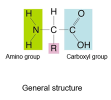 General structure of an amino acid