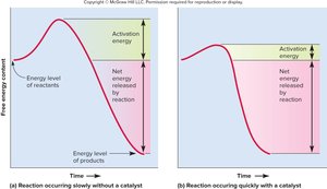 Effect of an enzyme on activation energy