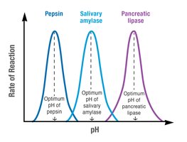 Graph showing optimum pH for different enzymes