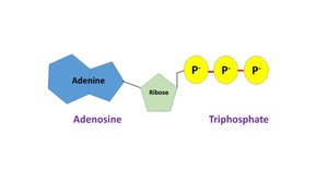 Structure of ATP