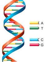 DNA double helix with base pairing