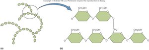 Structure of glycogen and starch