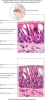 Pseudostratified columnar epithelium