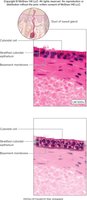 Stratified cuboidal epithelium