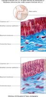 Stratified columnar epithelium
