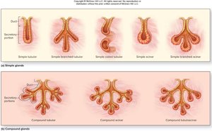 Types of exocrine glands