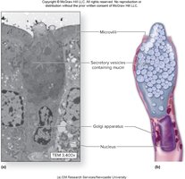 Goblet cell structure