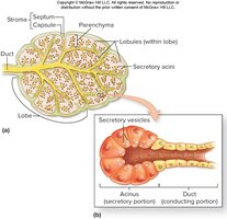 Exocrine gland structure