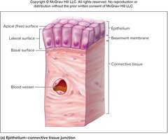 Epithelial tissue and connective tissue junction