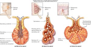 Modes of exocrine gland secretion