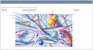 Connective tissue fibers and cells