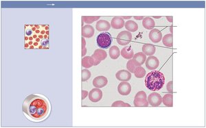 Blood tissue structure
