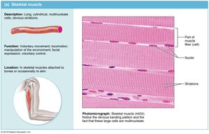 Skeletal muscle tissue