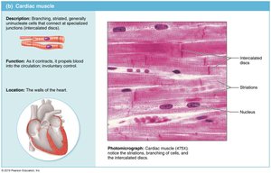 Cardiac muscle tissue