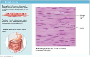 Smooth muscle tissue