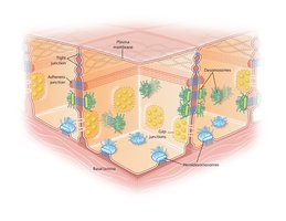 Types of cell junctions in epithelial tissue