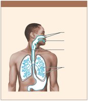 Mucous membranes