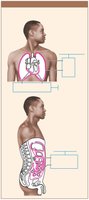 Serous membranes