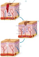 Steps of tissue repair