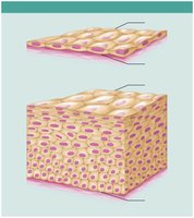 Simple vs. stratified epithelial tissue