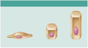 Epithelial cell shapes: squamous, cuboidal, columnar
