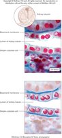 Simple cuboidal epithelium
