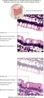 Simple columnar epithelium, ciliated and nonciliated