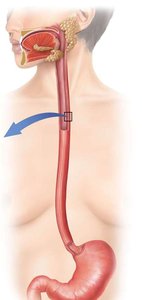 Anatomy of the pharynx and esophagus