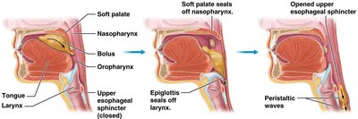Stages of swallowing: oral, pharyngeal, and esophageal