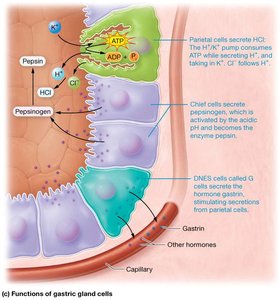 Diagram of gastric gland cell functions