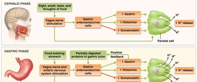 Neural and hormonal regulation of gastric secretion