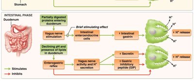 Neural and hormonal regulation of gastric secretion (intestinal phase)