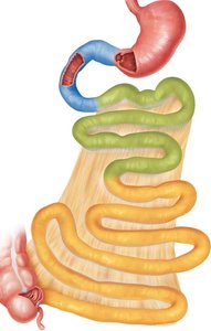 Regions of the small intestine: duodenum, jejunum, ileum