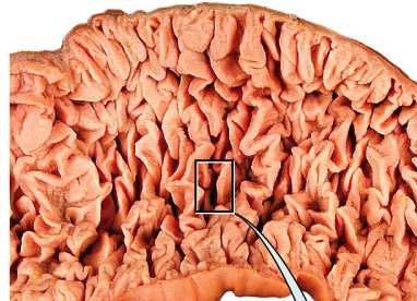 Internal view of small intestine showing circular folds