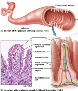 Section of jejunum showing villi and histological features