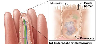Micrograph and diagram of intestinal villi and cell types