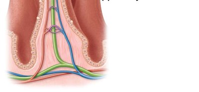 Enterocyte with microvilli (brush border)