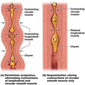 Comparison of peristalsis and segmentation in the small intestine