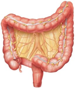 Anatomy of the large intestine showing subdivisions and appendix