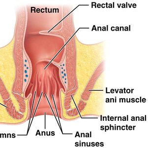 Histological features of the large intestine wall