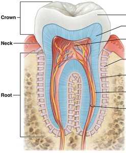 Longitudinal section of a tooth showing crown, neck, and root