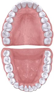 Occlusal view of upper and lower teeth