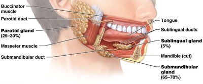 Lateral view of the head showing the major salivary glands and ducts