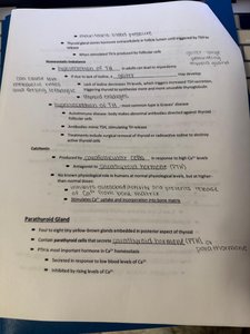 Thyroid hormone regulation notes page
