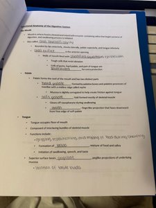 Digestive system anatomy notes page