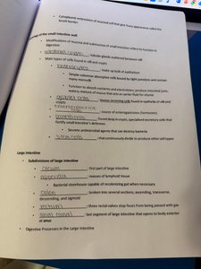 Large intestine functions notes page