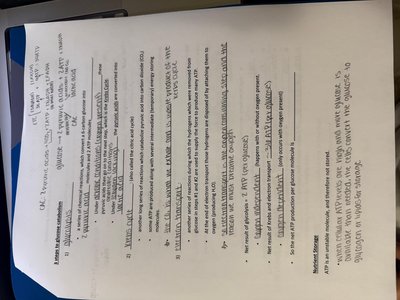 Glycogenesis and metabolic rate notes page